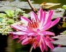 Waterlily