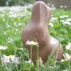 Choc Rabbit