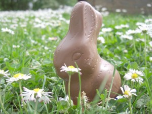 Choc Rabbit